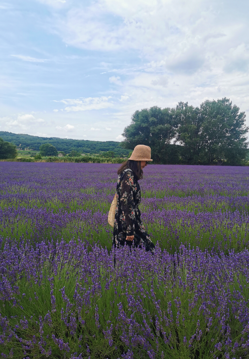 【两人成团】阿维尼翁往返 法国薰衣草小镇经典一日游 ：泉水小镇+石头城+红土城+塞南克修道院 +索村