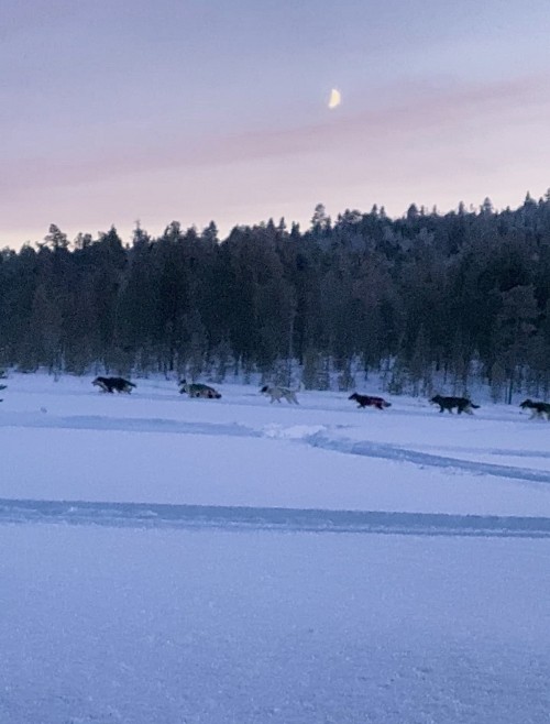 极光，雪橇，帝王蟹之旅