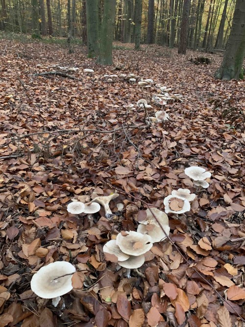 湖光山色瑞士四天精选