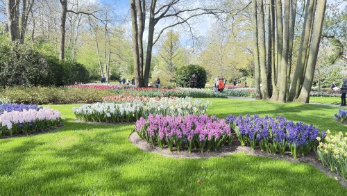荷兰郁金香赏花3日游（法兰克福往返）