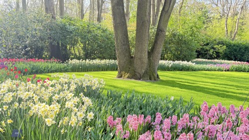 荷兰郁金香赏花3日游（法兰克福往返）