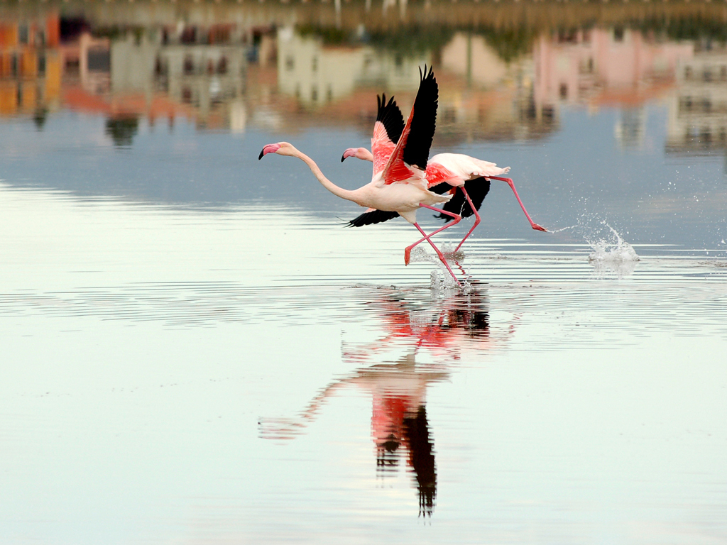卡利亚里半日游