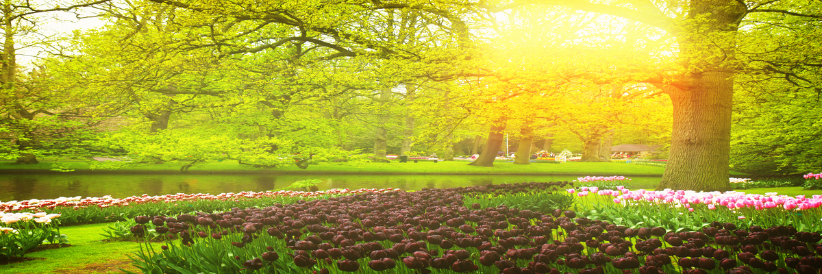 荷兰库肯霍夫公园赏花景点图片欣赏-【荷兰摄影攻略】